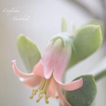 ティンカー ベル の投稿画像一覧 Greensnap グリーンスナップ