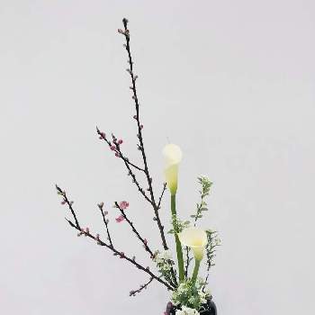 瓶花の画像 by mkkさん | 部屋とカラーと桃の花と小手毬(コデマリ)と直立型と小原流とお稽古と瓶花といけばな