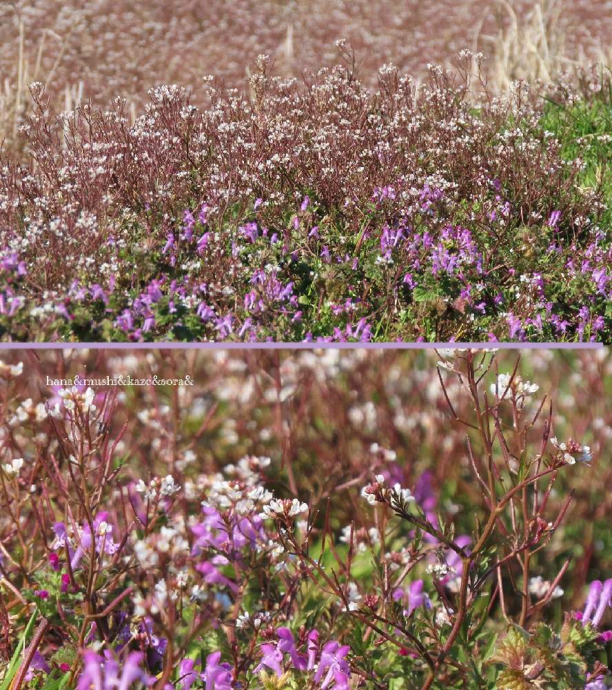 ホトケノザの投稿画像 By 花と虫と風と空とさん タネツケバナと風と空とと里山大好き協会と山野草大好き協会と花と虫とと出水平野と風 と空とと里山大好き協会と山野草大好き協会と花と虫とと出水平野 21月2月25日 Greensnap グリーンスナップ Greensnap