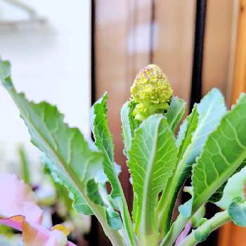 おしゃれ野菜の投稿画像一覧 Greensnap グリーンスナップ