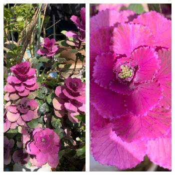 葉牡丹 光子 ロイヤルの投稿画像一覧 Greensnap グリーンスナップ