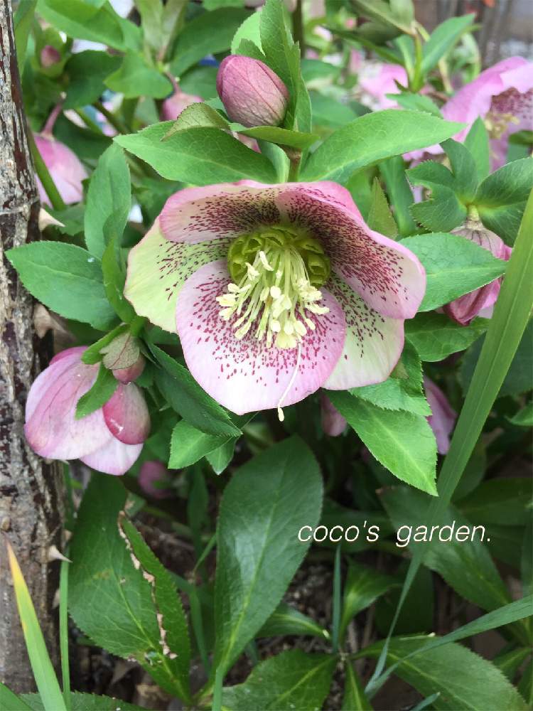 植物のある暮らしの投稿画像 By まっきんさん クリスマスローズ愛同盟とマイガーデンと春の庭とナチュラルガーデンと植中毒と クリスマスローズとガーデニングと花のある暮らしとお庭とごきげんにね 21月2月26日 Greensnap グリーンスナップ