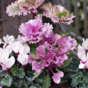 花のある暮らし,✨葉牡丹,✨ハボタン,エントランスの画像