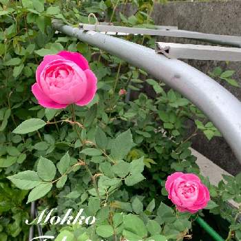 風と雨に負けないでの画像 by モッコさん | 小さな庭と薔薇 ラレーヌ･ビクトリアと瑞々しい葉っぱとお花の形が好き！と元気もらえるぅと薔薇大好き❤️と元気もらえる！とたくさんお花咲かせてねと癒しは大好物と風と雨に負けないでと可愛い〜♡とこの色好きと癒しだわと花のある暮らしとお花大好き❤
