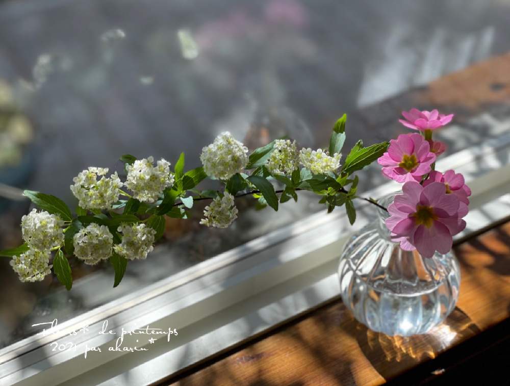 お気に入りの器や花瓶と植物の投稿画像 By Akarinさん ピンク とプリムラ と白 と春の花 と小手毬 とアレンジメント 21月2月26日 Greensnap グリーンスナップ