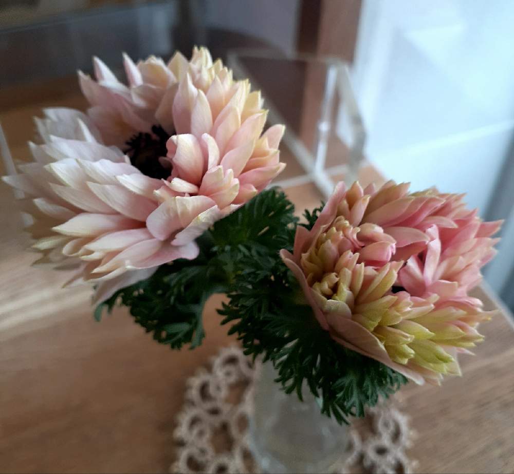 アネモネの投稿画像 By くろのわーるんさん 八重咲きアネモネとアネモネ 凛々花とピンクの花と猫好きと猫には有毒と球根と花のある暮らし 21月2月26日 Greensnap グリーンスナップ