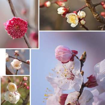 思い出picの画像 by otoさん | お出かけ先と梅 うめと大阪城の梅林公園と思い出picと大阪城梅林と陽の光を浴びてと可愛い白い花と春色