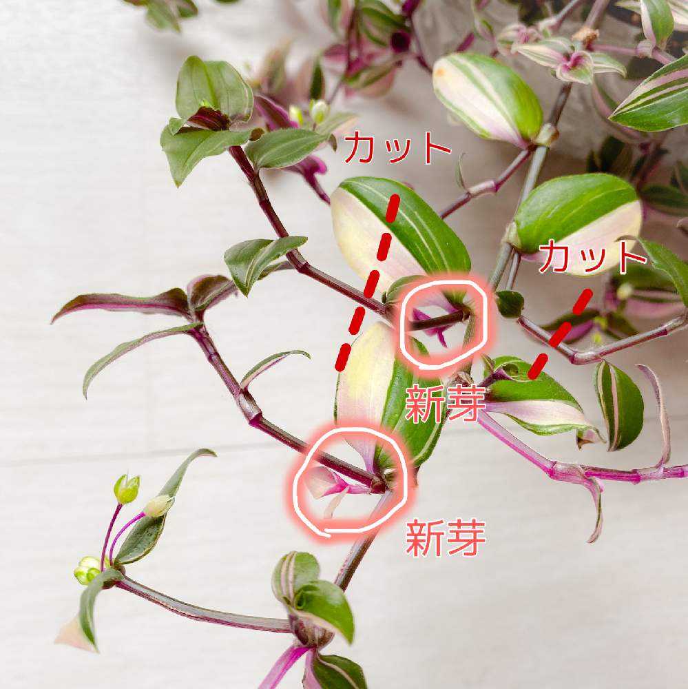 トラディスカンチア トリカラーの取説｜🍀GreenSnap（グリーンスナップ）