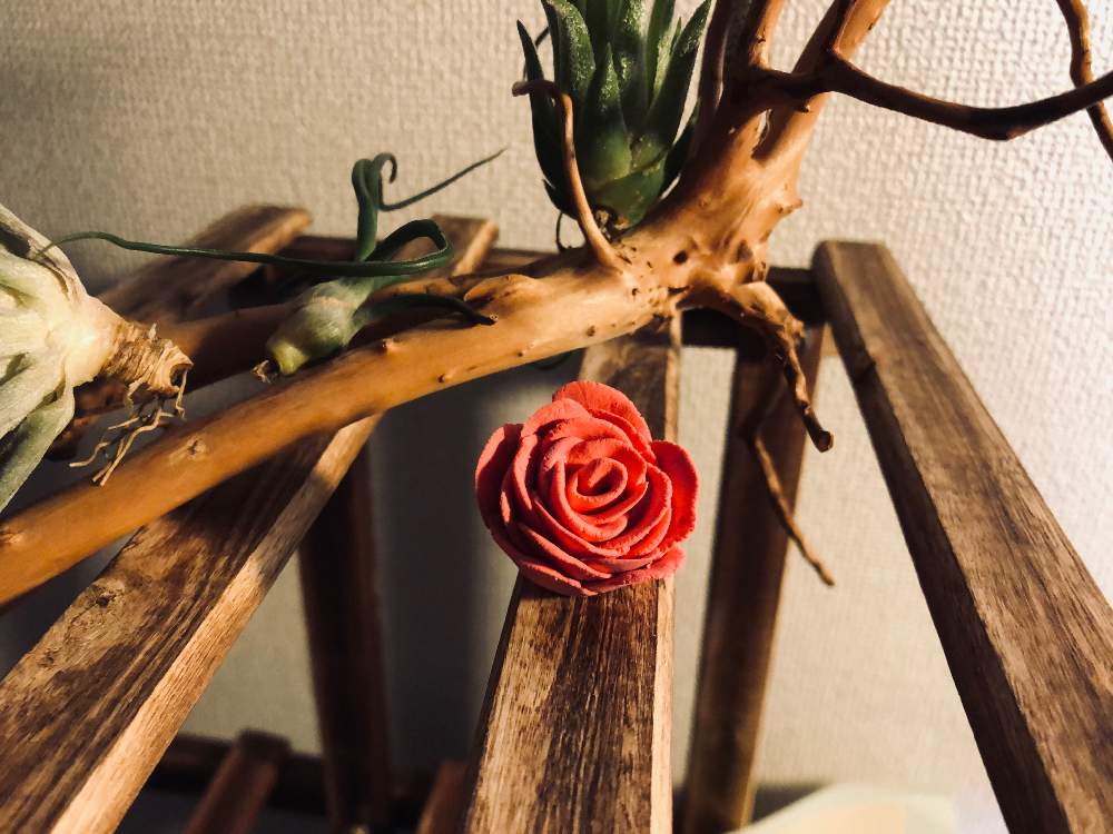 紙粘土薔薇の投稿画像 By だてまきさん エアープランツ チランジアと紙粘土と我が家のチランジアとチランジアのある生活 21月2月26日 Greensnap グリーンスナップ