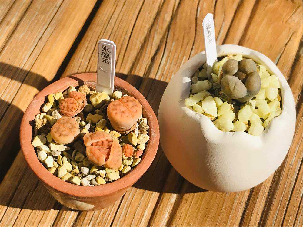 リトープス✤個性派のせいくらべ🍀更新2021-03-20｜🍀GreenSnap