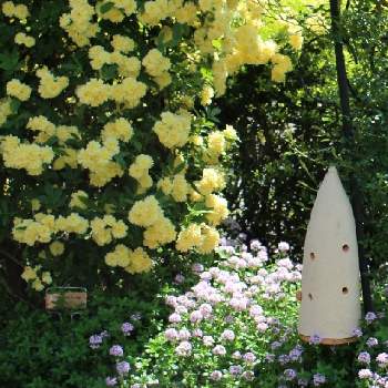 ランブラー ローズの投稿画像一覧 Greensnap グリーンスナップ