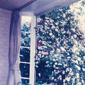 母の思い出の画像 by 花華さん | 窓辺と黄モッコウバラとありがとう❤️と私の愛すると母の思い出と亡き愛犬へ