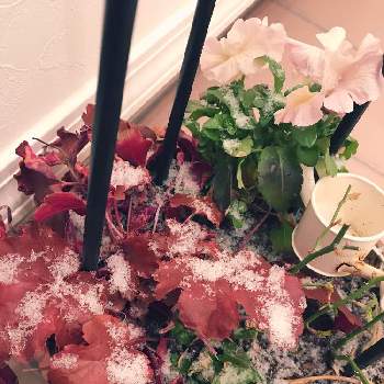 ロベリアブルーセレクションの投稿画像一覧 Greensnap グリーンスナップ