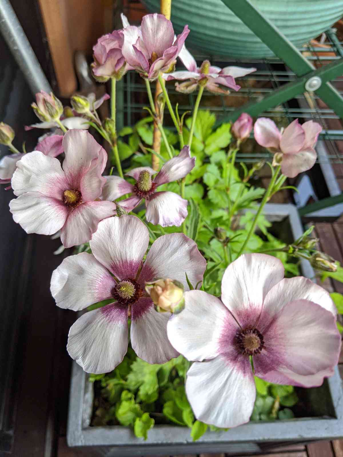 四角い鉢の寄植え記録｜🍀GreenSnap（グリーンスナップ）