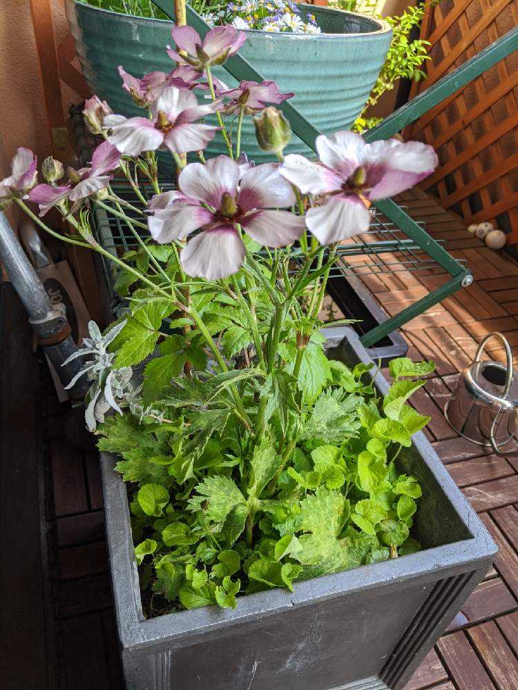 四角い鉢の寄植え記録 Greensnap グリーンスナップ