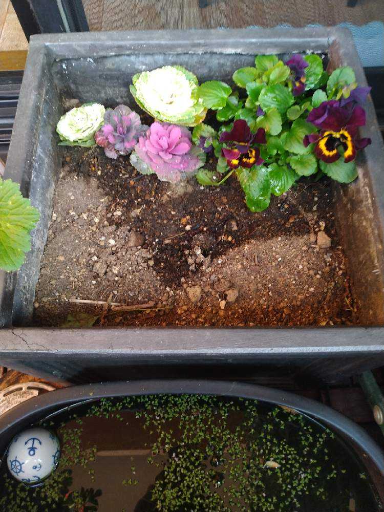 四角い鉢の寄植え記録｜🍀GreenSnap（グリーンスナップ）