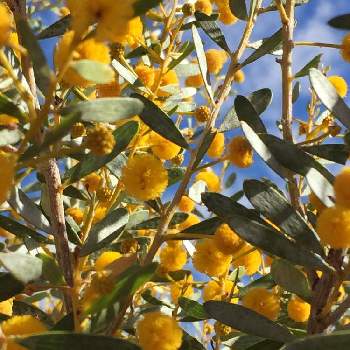 オーストラリア植物の投稿画像一覧 Greensnap グリーンスナップ