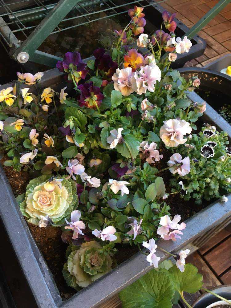 四角い鉢の寄植え記録｜🍀GreenSnap（グリーンスナップ）