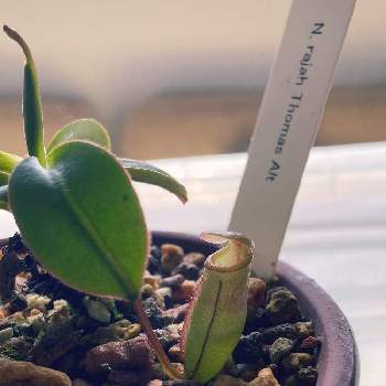 ネペンテス ラジャの投稿画像一覧 Greensnap グリーンスナップ