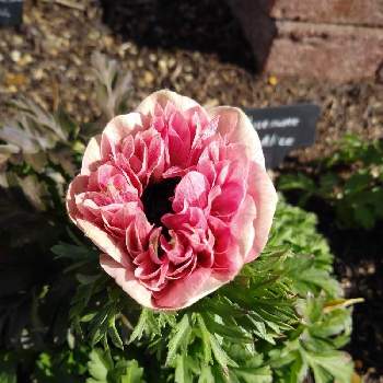 ふしぎの国のアリスの投稿画像一覧 Greensnap グリーンスナップ