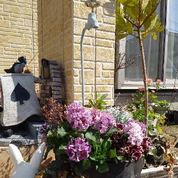 ふしぎの国のアリスの投稿画像一覧 Greensnap グリーンスナップ