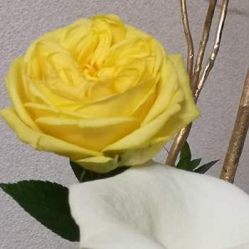 カラー ウェディングマーチ の投稿画像一覧 Greensnap グリーンスナップ