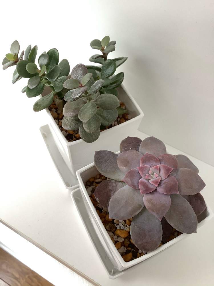 姫花月の投稿画像 By カメリアさん ペンタンドルムと室内園芸とおうち園芸とリビングの窓辺ときれいな葉と花のある暮らしと多肉棚と北海道 21月2月27日 Greensnap グリーンスナップ