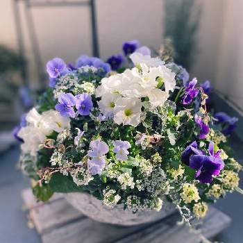 ゴールデンレモンタイム⭐の画像 by あこさん | お気に入りの器や花瓶と植物とおうち園芸とスイート アリッサムとプリムラジュリアン♡とゴールデンレモンタイム⭐と可愛らしいビオラ