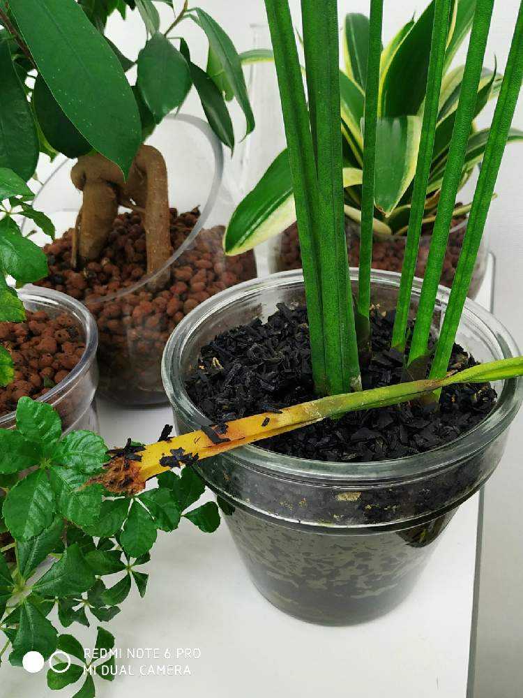 サンスベリアが根腐れ ノ アチャー 根が出るのか Greensnap グリーンスナップ サンスベリアが根腐れ ノ アチャー 根が出るのか Greensnap グリーンスナップ