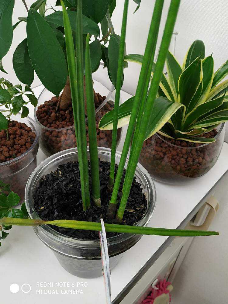 サンスベリアが根腐れ ノ アチャー 根が出るのか Greensnap グリーンスナップ サンスベリアが根腐れ ノ アチャー 根が出るのか Greensnap グリーンスナップ