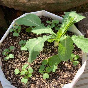 時なし小かぶ,成長中,冬野菜,根菜,順調の画像