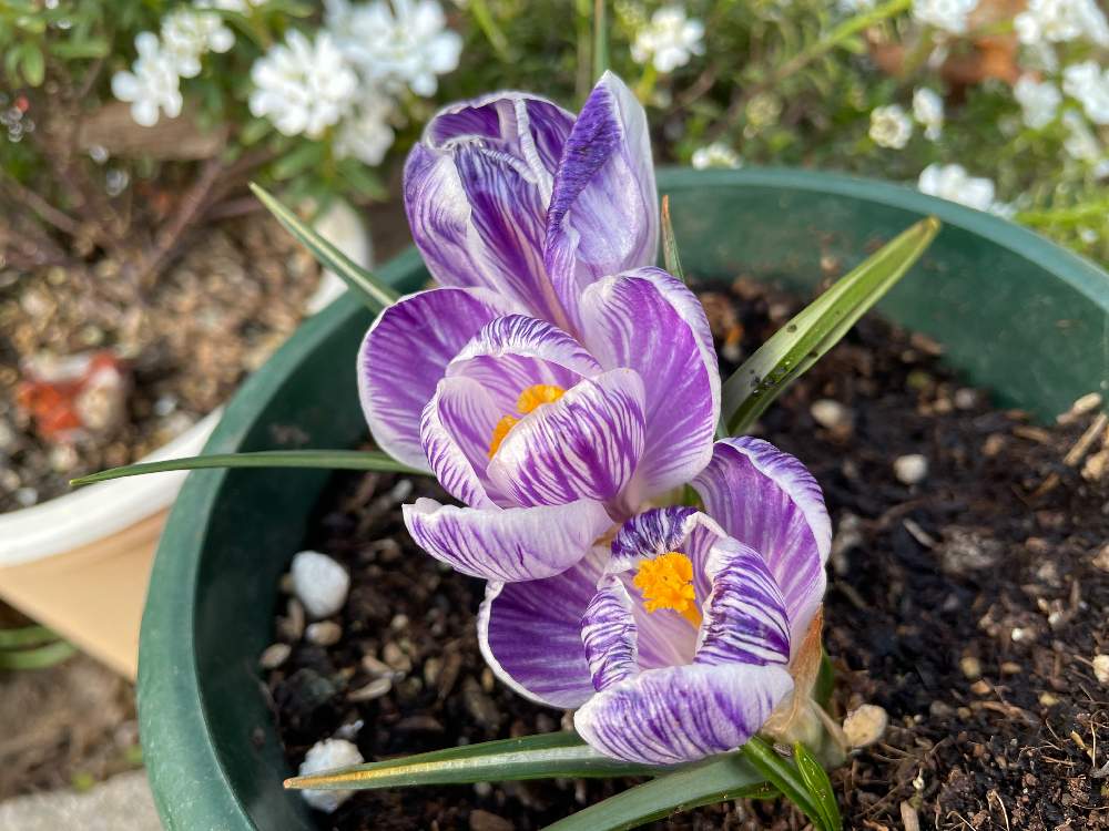 クロッカスの花の投稿画像 By Specialさん アヤメ科とクロッカス と紫のクロッカスと地中海沿岸原産と熊本からとハナサフランの花 とアヤメ科クロッカス属と花言葉と熊本から各地へ 21月2月27日 Greensnap グリーンスナップ