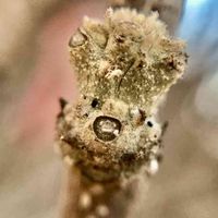 ムクゲ,マクロ撮影,冬芽,葉痕,冬芽・葉痕の画像