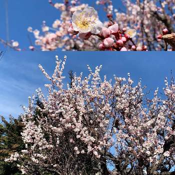梅の花満開の画像 by yさん | ご近所さんの庭先と梅の花満開