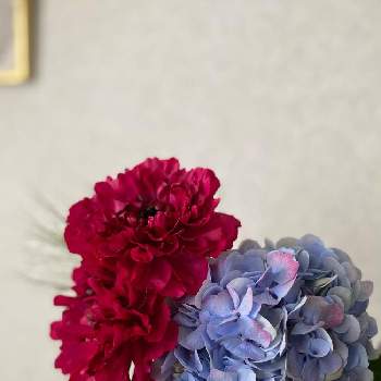 I Love ラナンキュラスの投稿画像一覧 Greensnap グリーンスナップ