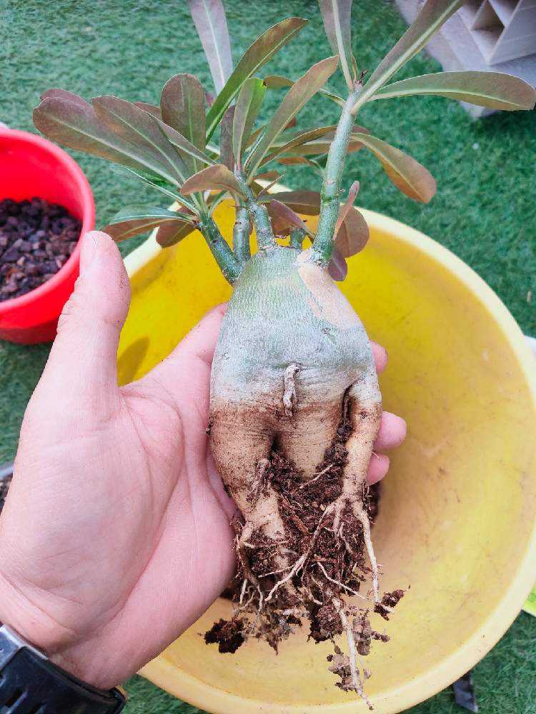 アデニウムオベスム タコ足化計画｜🍀GreenSnap（グリーンスナップ）