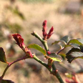 薔薇の新芽の投稿画像一覧 Greensnap グリーンスナップ