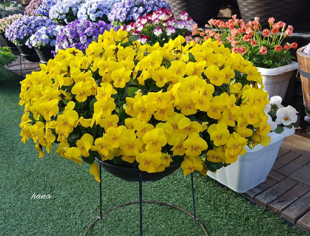 ラ ヴィオラの投稿画像 By はなさん 成長記録とコメリと成長記録とコメリ 21月2月27日 Greensnap グリーンスナップ Greensnap グリーンスナップ