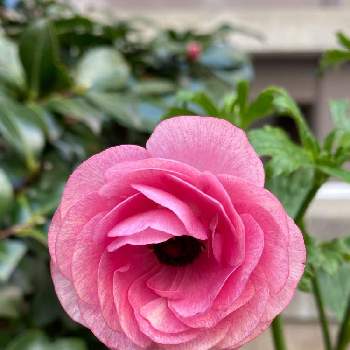 ラナンキュラスラックス ヘラの投稿画像一覧 Greensnap グリーンスナップ