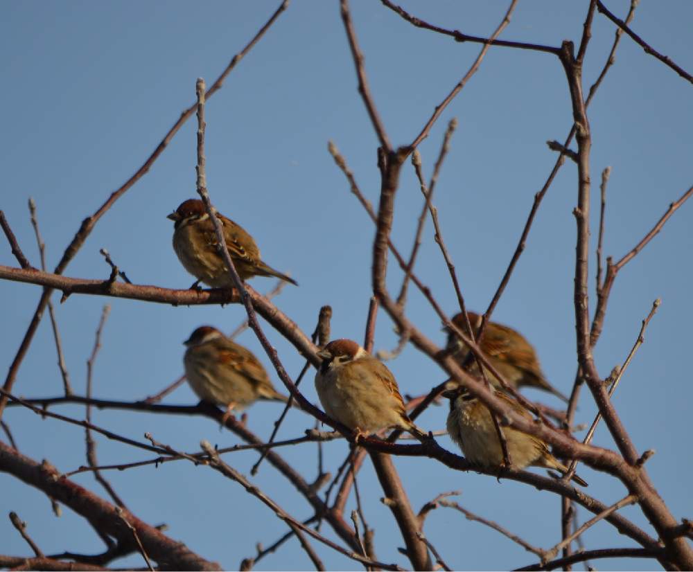 スズメの投稿画像 By Buさん スズメ属とスズメ科とリンゴの木と野鳥とスズメさんと散歩中 21月2月27日 Greensnap グリーンスナップ
