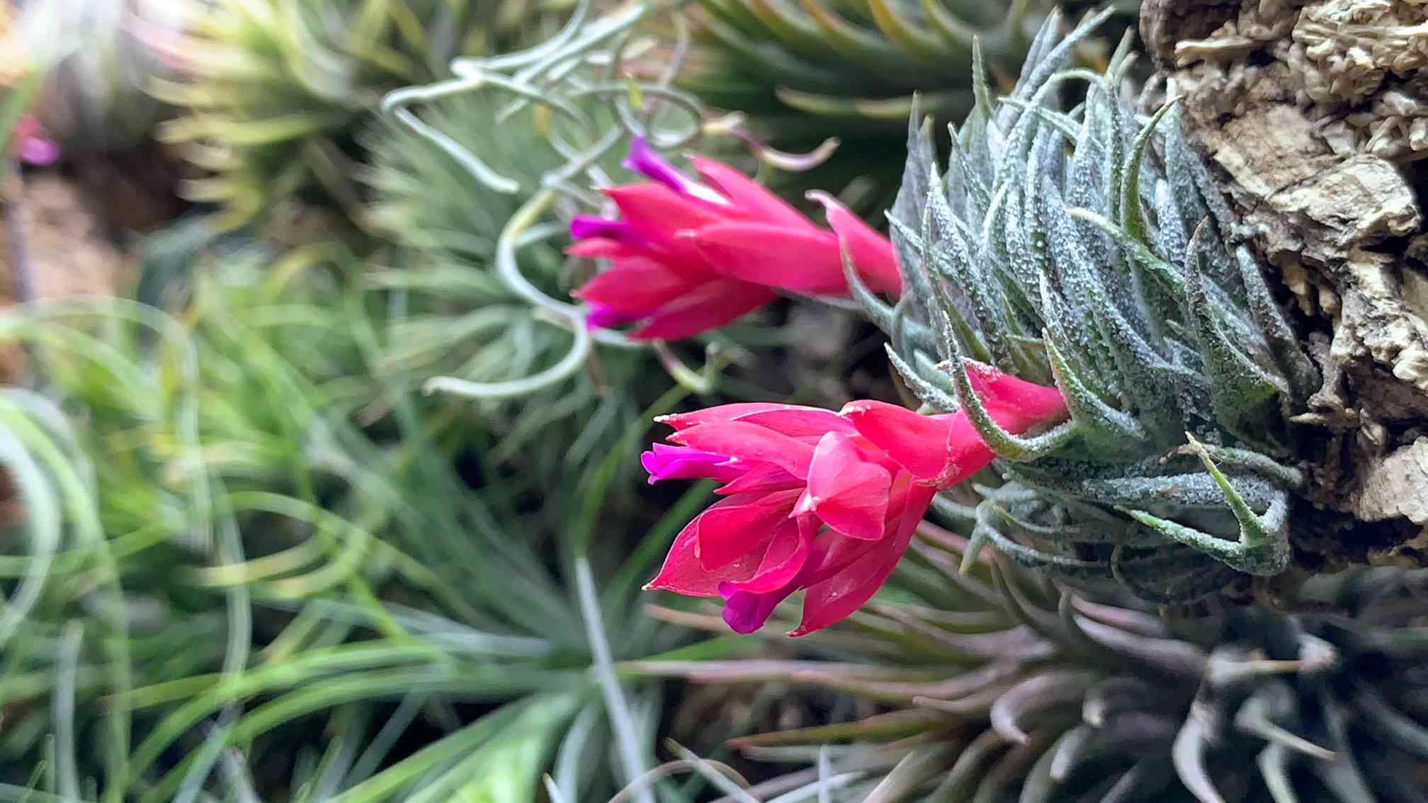 T. スプレンゲリアナ 内陸型の一覧｜🍀GreenSnap（グリーンスナップ）