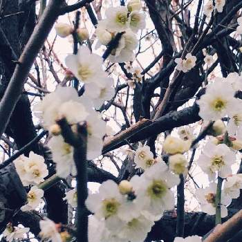 梅の花 白の投稿画像一覧 Greensnap グリーンスナップ