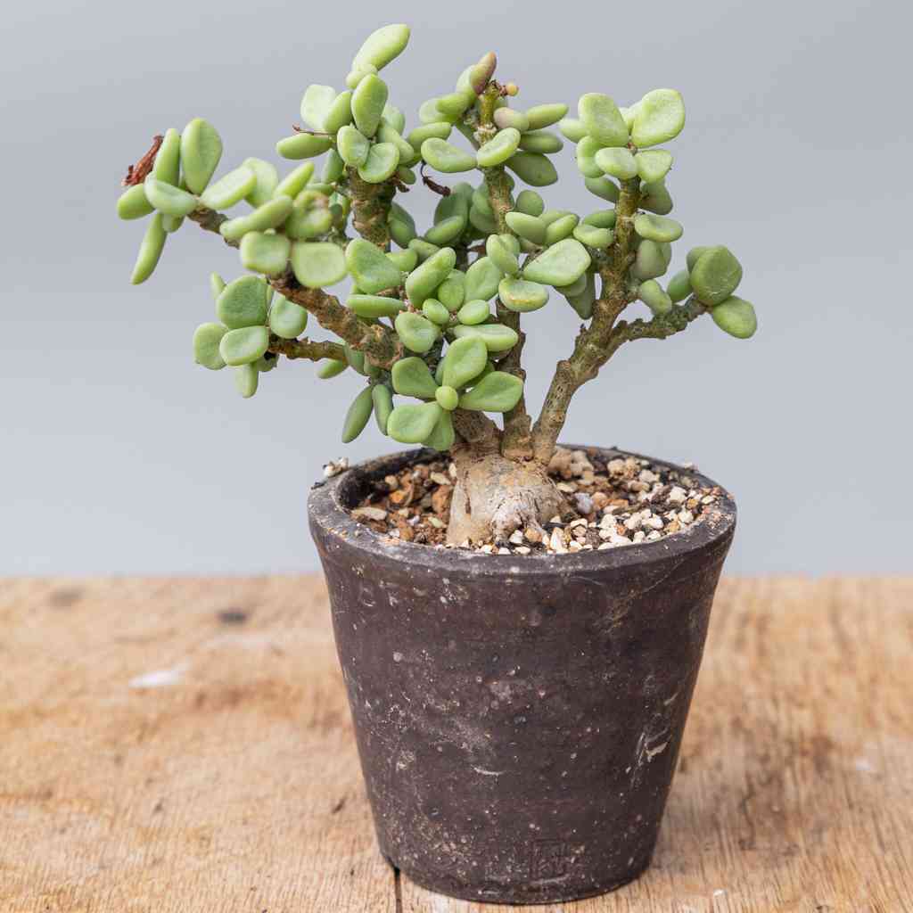 レア実生！　ポドレイアエ　チレコドン　多肉植物　塊根植物 レア実生！ ポドレイアエ チレコドン 多肉植物 塊根植物