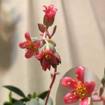 パキフィツム 桃美人の画像 by ちゃこさん | 部屋とパキフィツム 桃美人と鉢植えと癒しとピンクの花