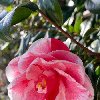 素敵なピンクの画像 by さいたまさん | お出かけ先とツバキと近所に咲く椿と素敵なピンクと花びらの魅力✨とピンクワールドへ ようこそと春よ来い☘️
