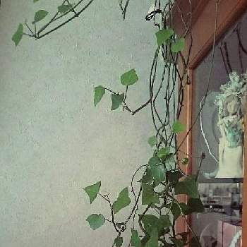 がんばれ！日本！！の画像 by ももさん | 部屋と観葉植物と花のある暮らしと北海道とがんばれ！日本！！