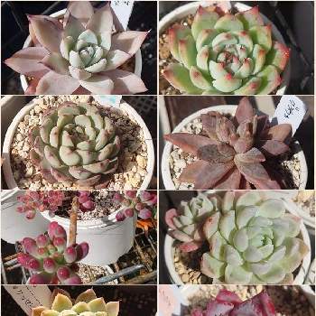 アイスコル 多肉の投稿画像一覧 Greensnap グリーンスナップ