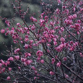 水玉雨雫の画像 by otoさん | お出かけ先と梅 うめと梅林と春色と桃色の花と水玉雨雫