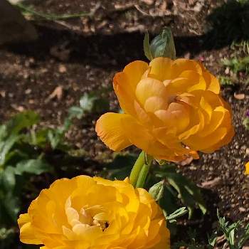 黄色いラナンキュラスの画像 by meru♡さん | 小さな庭とラナンキュラスと春が来たと黄色いラナンキュラスとラナンキュラス小春びよりとおうち園芸