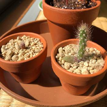 ガチャガチャのサボテンの投稿画像一覧 Greensnap グリーンスナップ